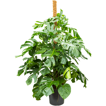 Monstera deliciosa 4MODEMK23