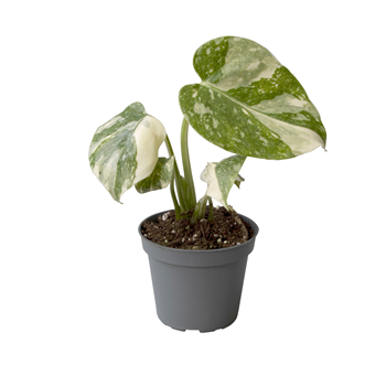 Monstera deliciosa 'Thai Constellation' F00002017