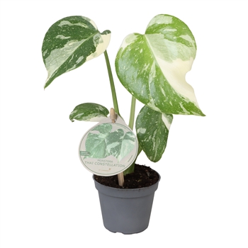 Monstera deliciosa 'Thai Constellation' F00004170