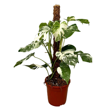Monstera deliciosa 'Variegata' F00005515