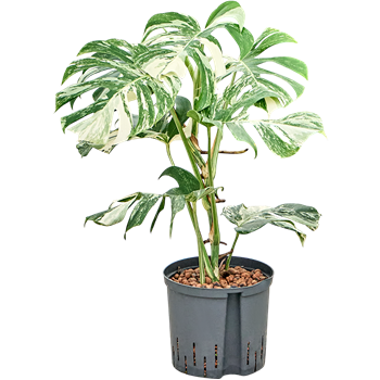 Monstera deliciosa 'Variegatum' 1MODVBU22