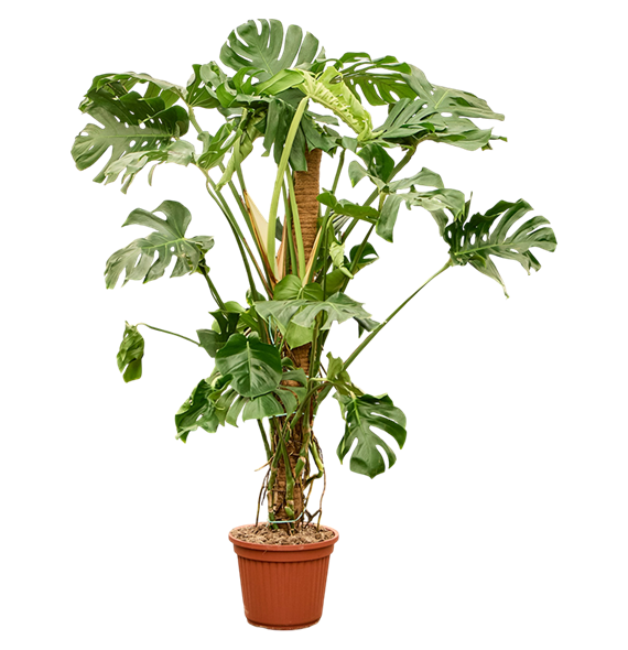 Monstera deliciosa (190-210) 4MODEMK18