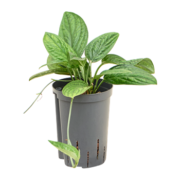 Monstera karstenianum 1MOKAHA10