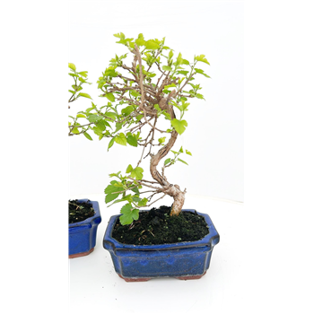 Morus nigra F00007727