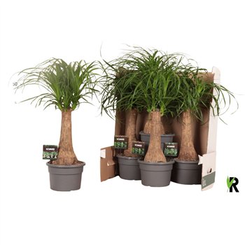 Nolina Beaucarnea recurvata rec  rechte stem in fust 352 1 stems plnt pp 60cm 19cm Q741