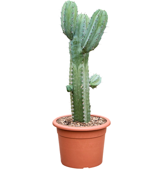 Myrtillocactus geometrizans 4MYGEKK97