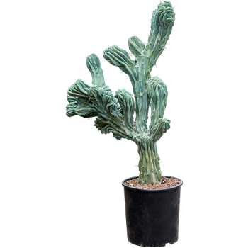 Myrtillocactus geometrizans 'Cristata' 4MYGCKK30