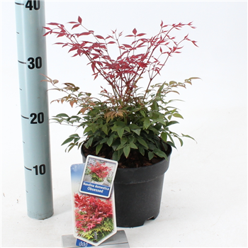 Nandina domestica 'Obsessed' F00004247
