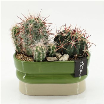 Nasad cactus CTCR-2622 Kaktus Essentials 2 pp 35cm 23cm Q947