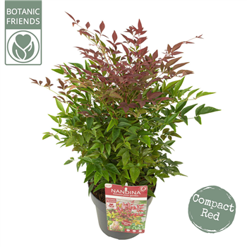 Nandina domestica Obsessed F00004248