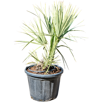 Nannorrhops Ritchiana 5NARISS50