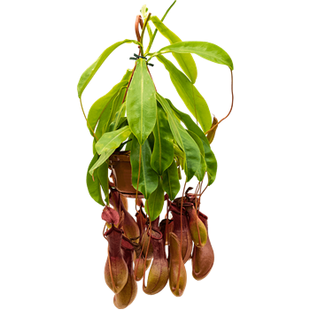 Nepenthes alata 4NEALBP14