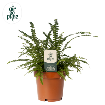 Nephrolepis cordifolia 'Duffii' F00001610