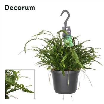 Nephrolepis cordifolia 'Duffii' F00002896