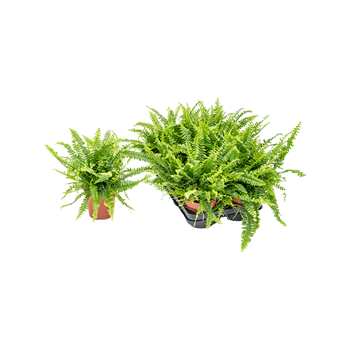 Nephrolepis exaltata 'Green Lady' 6/tray 4NEGLBP04