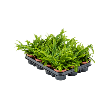 Nephrolepis exaltata 'Green Lady' 12/tray 4NEGLBP02
