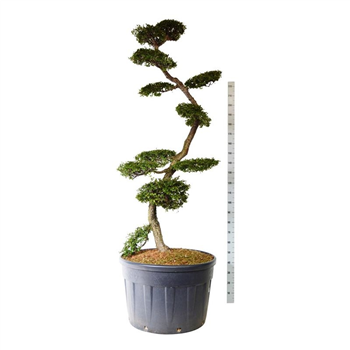 Nothofagus antarctica F00006926