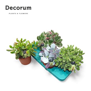 Sukulente mix Mix (4spc ) (decorum)1 pp 40cm 17cm Q1693