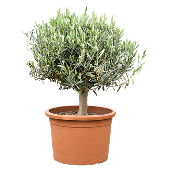 Oljka Olea europaea 5OLEUR061