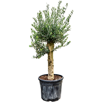 Oljka Olea europaea 5OLEUR093