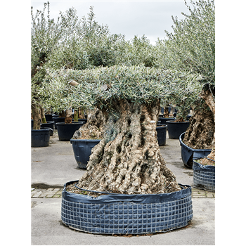 Oljka Olea europaea 5OLEUS001