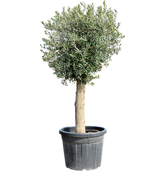 Oljka Olea europaea (160-180) 5OLEUR058