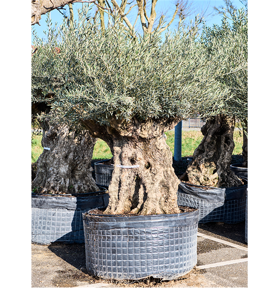 Oljka Olea europaea (220-280) 5OLEUR074