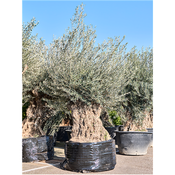 Oljka Olea europaea (280-340) 5OLEUS059