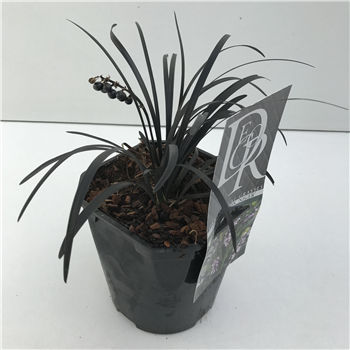 Ophiopogon planiscapus 'Niger' F00003875