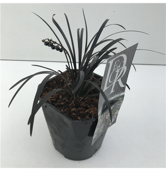Ophiopogon planiscapus 'Niger' F00003875