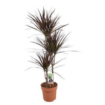 Dracena marg  magenta Magenta 60-30-153 pp 120cm 21cm Q2642