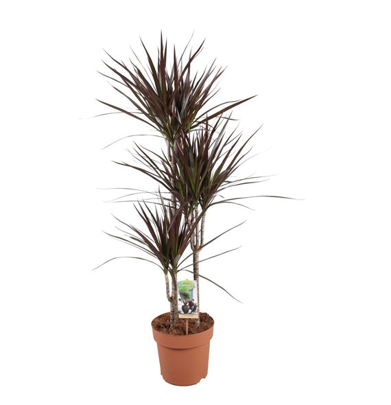 Dracena marg  magenta Magenta 60-30-153 pp 120cm 21cm Q2642