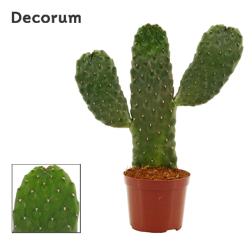 Opuntia consolea rubescens F00000520