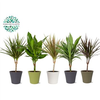Dracena marg  mix Marginata p14 in COCO ceramic 1 pp 55cm 14cm Q2777