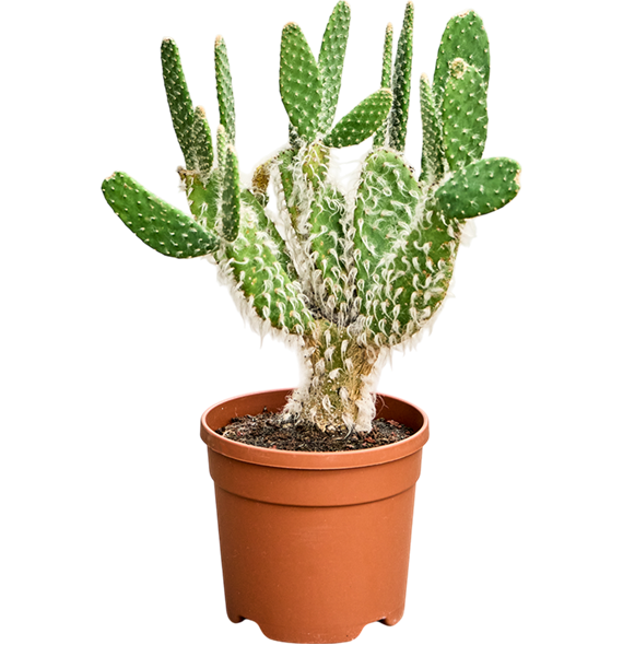 Opuntia erinacea 'Ursine' 4OPEUKK20