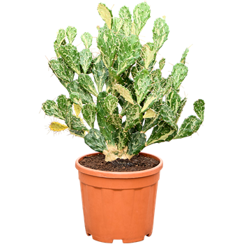 Opuntia jamaicensis 'Ghost' 4OPJGVT30