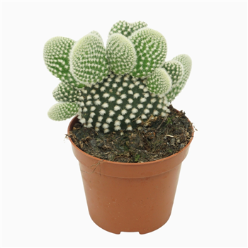 Opuntia microdasys 'Albispina' F00001571