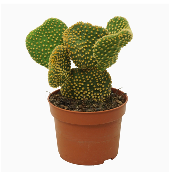 Opuntia microdasys 'Cristata' F00001727