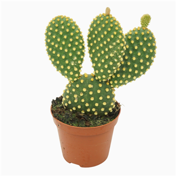 Opuntia microdasys var pallida F00001573