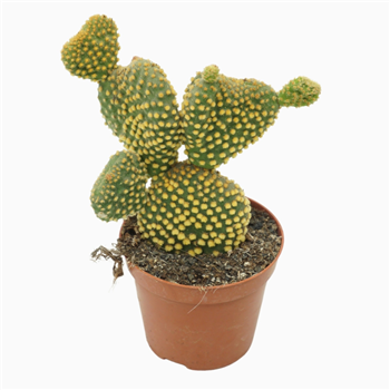 Opuntia microdasys 'Cristata' F00001561