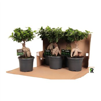 Fikus microcarpa ginseng micr  Ginseng in kunststof pot fust 348 1 pp 45cm 19cm Q3012