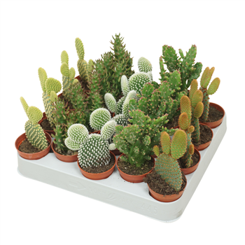Opuntia mix F00002668