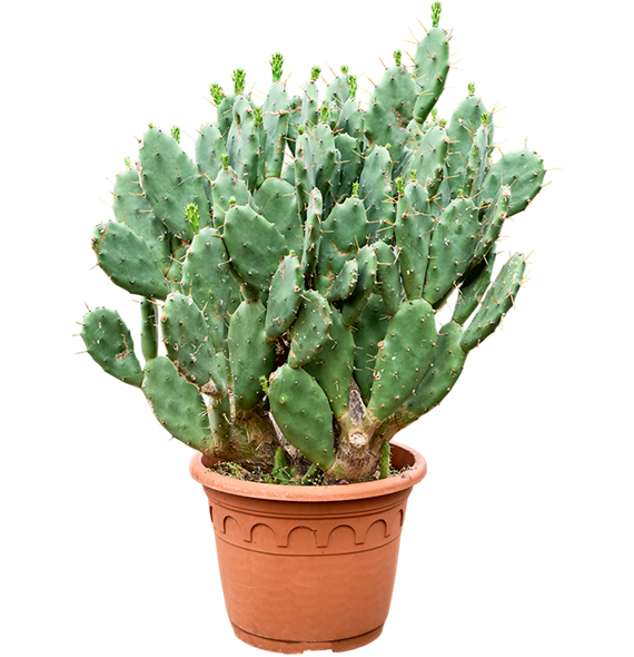 Opuntia vulgaris 4OPVUKK31