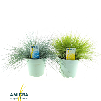 Ornamental grass mixed F00005481