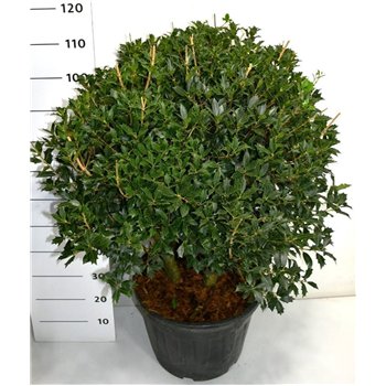 Osmanthus heterophyllus F00006433