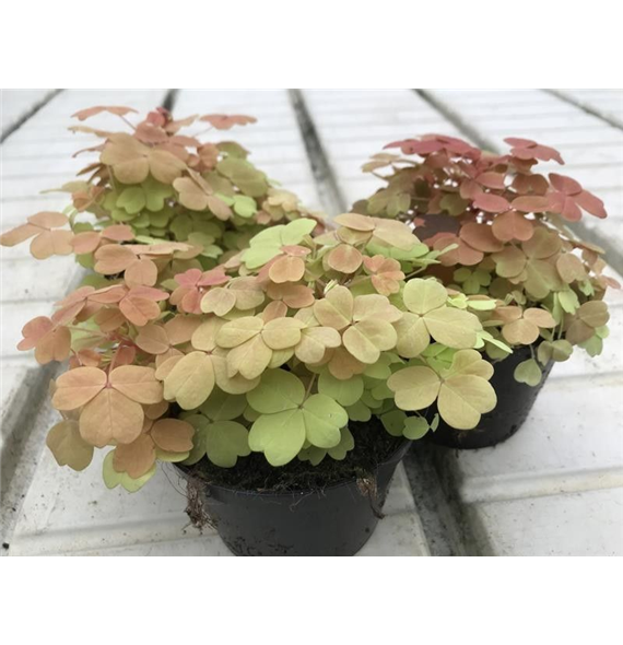 Oxalis vulcanicola 'Sunset Velvet' F00005464