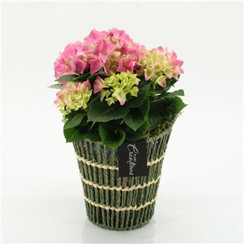 Nasad Hortenzija KHCR-2601RZ creations 1 pp 35cm 16cm Q3582