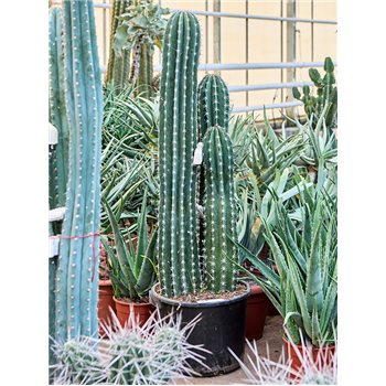 Pachycereus 'Pecten Aboriginum' 4PAPAKK45