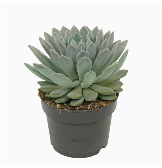 Pachyphytum 'Draco' F00001378