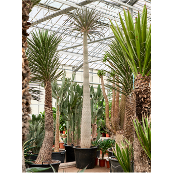 Pachypodium geayi 4PAGEKK00